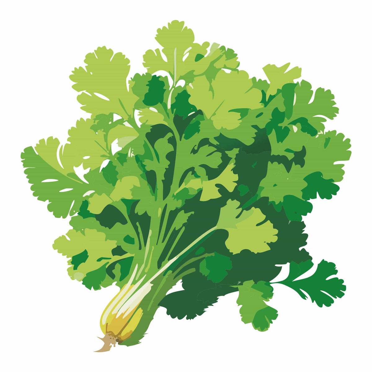 Detailed botanical illustration of vibrant green Slow Bolt Cilantro stems with delicate, serrated flat leaves, isolated on a plain white background.