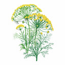 Detailed botanical illustration of a Mammoth Dill plant featuring feathery green leaves and umbrella-like clusters of yellow flowers, isolated on a plain white background.