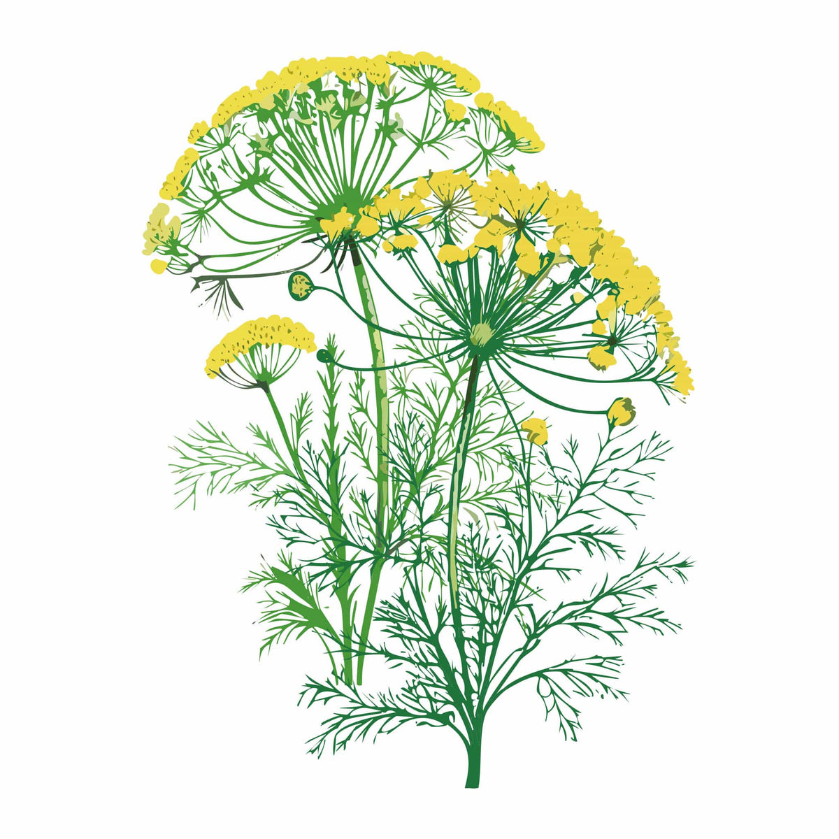 Detailed botanical illustration of a Mammoth Dill plant featuring feathery green leaves and umbrella-like clusters of yellow flowers, isolated on a plain white background.