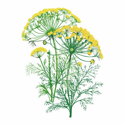 Detailed botanical illustration of a Mammoth Dill plant featuring feathery green leaves and umbrella-like clusters of yellow flowers, isolated on a plain white background.