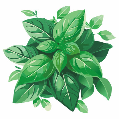 Detailed botanical illustration of lush green Genovese Basil leaves clustered together, isolated on a plain white background.