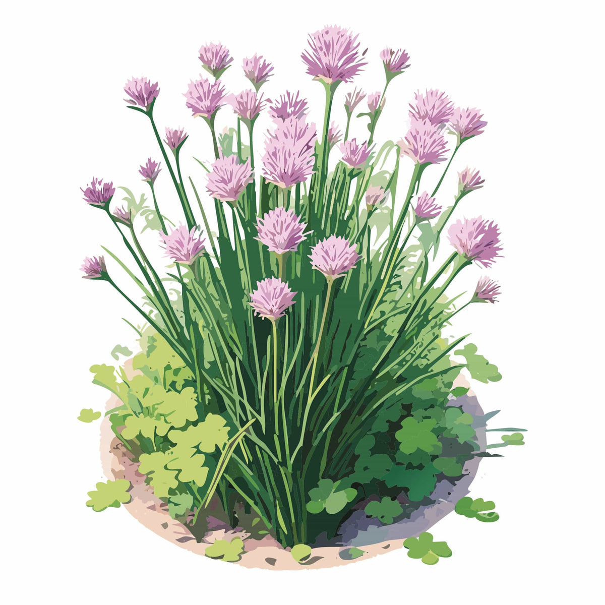 Detailed botanical illustration of a blooming Common Chives plant featuring thin green leaves and round, purple pompon-shaped flowers blooming in soil, isolated on a plain white background.