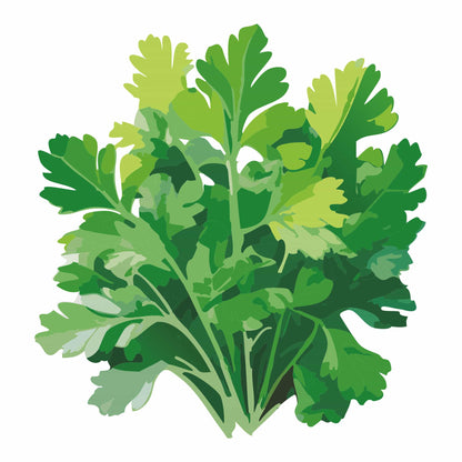 Detailed botanical illustration of lush green, flat-leaf Parsley Italian Giant Org leaves gathered in a bunch, isolated on a plain white background.