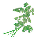 Illustrated bunch of moss curled parsley with tightly ruffled, bright green leaves on long slender stems, shown against a plain white background.