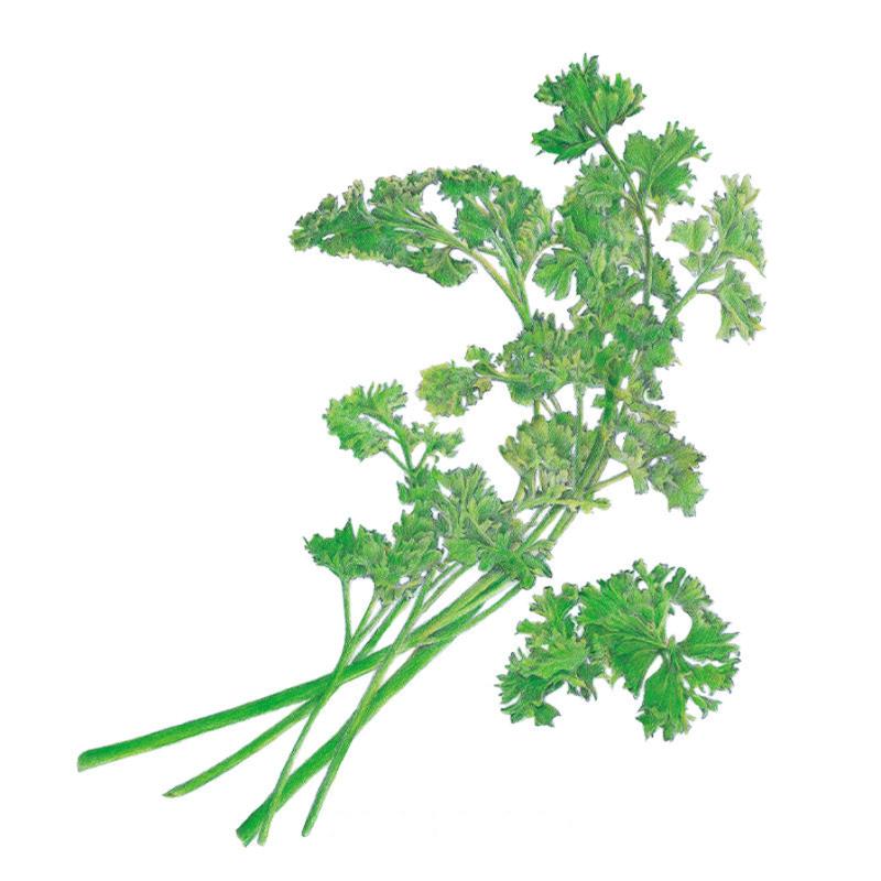 Illustrated bunch of moss curled parsley with tightly ruffled, bright green leaves on long slender stems, shown against a plain white background.