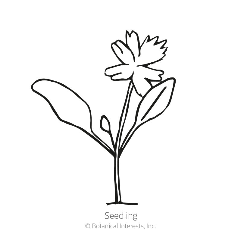 Black and white line drawing of a young seedling with two broad leaves, a small bud, and a fringed flower atop a slender stem, labeled 