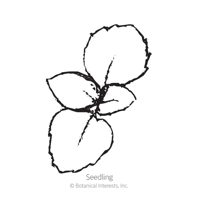 Black and white line art illustration of a Wild Bergamot seedling.