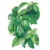 Botanical illustration of vibrant green Italian Genovese basil leaves with fine details on a white background, for Italian Genovese Basil Seeds.