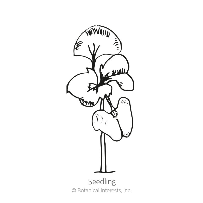 Line drawing labeled "Seedling" showing a young basil sprout with a pair of rounded lower leaves and a larger, ruffled-edged upper leaf pair on a single stem.
