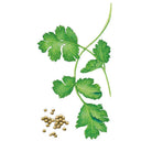 Botanical illustration of a leafy green cilantro branch with small, light green leaves and a small cluster of round, tan coriander seeds at the bottom left on a white background, for Long Standing Santo Cilantro/Coriander Seeds.