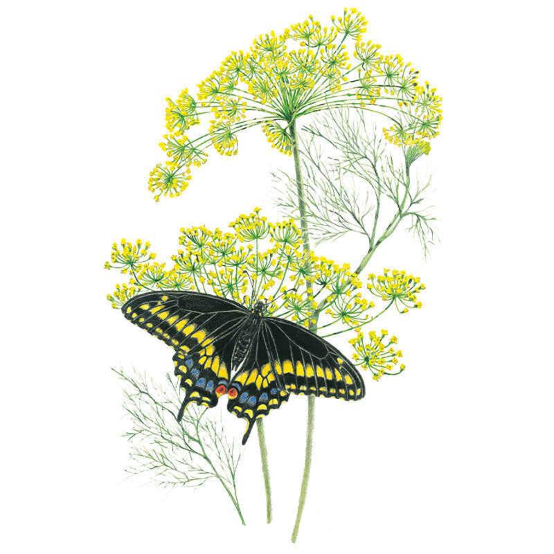 Illustration of dill's feathery green foliage and umbrella-shaped yellow flower clusters, with a black swallowtail butterfly, its wings patterned in yellow, blue and orange spots, perched on the blooms.