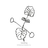 Black and white line art illustration of a young catnip seedling with heart-shaped leaves, labeled 