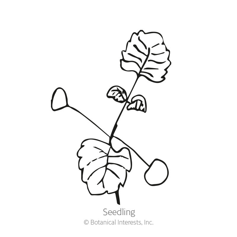Black and white line art illustration of a young catnip seedling with heart-shaped leaves, labeled 