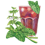 Illustration of a lemon balm sprig with textured green leaves and tiny white flowers, shown beside a garnished glass of iced red tea to suggest a culinary use.