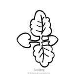 Line drawing of a lemon balm seedling, showing two rounded oval cotyledons below a pair of larger, crinkle-edged true leaves with visible veining, labeled 