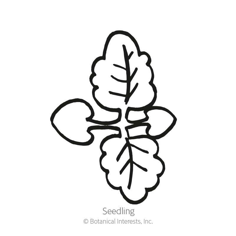 Line drawing of a lemon balm seedling, showing two rounded oval cotyledons below a pair of larger, crinkle-edged true leaves with visible veining, labeled 
