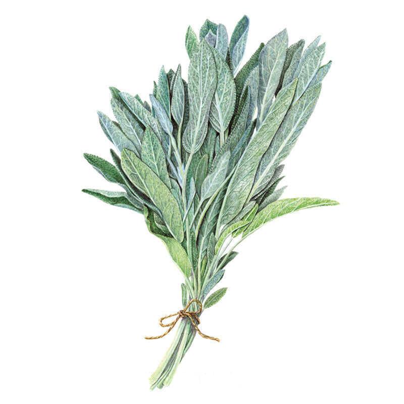 Illustrated bundle of broadleaf sage, its long grey-green, textured oval leaves tied at the stems with twine, set against a plain white background.