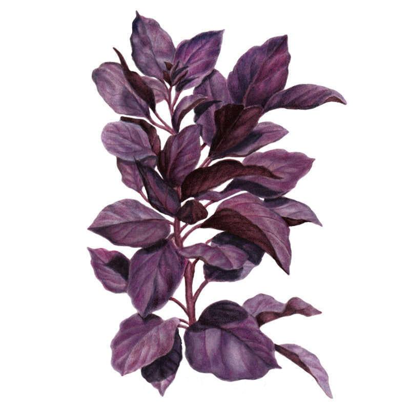 Botanical illustration of Purple Petra basil showing a leafy stem with deep purple-maroon, glossy pointed leaves veined in a lighter mauve tone, set against a plain white background.