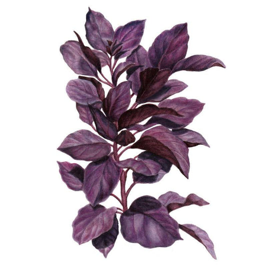 Botanical illustration of Purple Petra basil showing a leafy stem with deep purple-maroon, glossy pointed leaves veined in a lighter mauve tone, set against a plain white background.