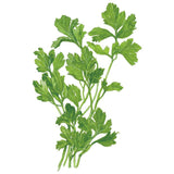 Illustrated bunch of flat-leaf Italian parsley showing several long stems with broad, deeply lobed bright green leaves, set against a plain white background.