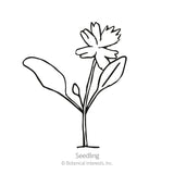 Black and white line drawing of a young seedling with two broad leaves and a fringed, daisy-like flower on a single stem, labeled 