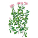 Botanical illustration of common oregano showing several upright stems with paired oval green leaves and clusters of small pink flowers at the tips, set against a plain white background.