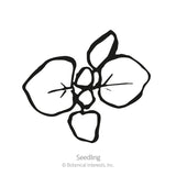 Simple black-and-white line illustration of a young oregano seedling, showing a cluster of rounded leaves radiating from a central point, labeled 