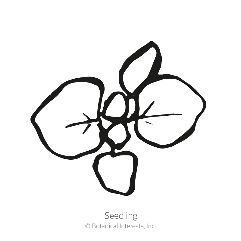 Simple black-and-white line illustration of a young oregano seedling, showing a cluster of rounded leaves radiating from a central point, labeled 