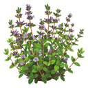 Illustration of a English Thyme with green leaves and purple flowers on a white background