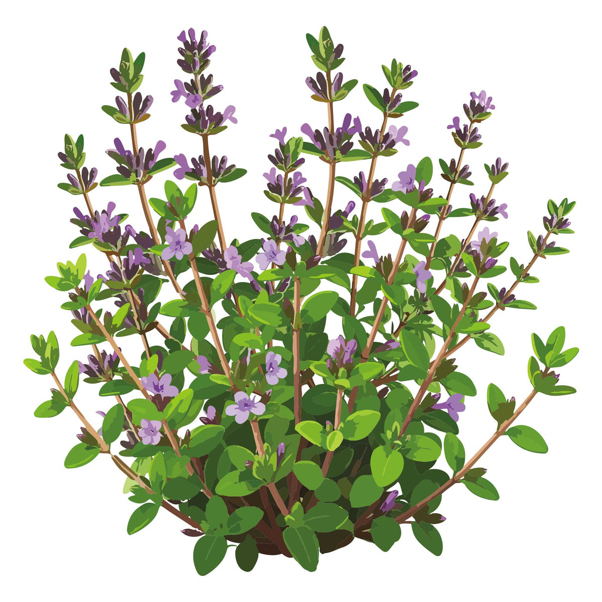 Illustration of a English Thyme with green leaves and purple flowers on a white background