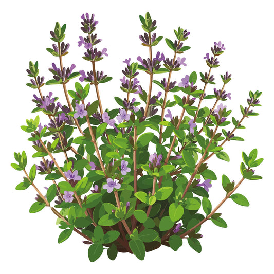 Illustration of a English Thyme with green leaves and purple flowers on a white background