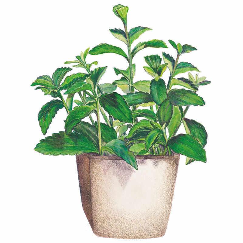 Illustration of a bushy stevia plant with serrated, bright green leaves on multiple upright stems, growing in a textured beige pot against a plain white background.