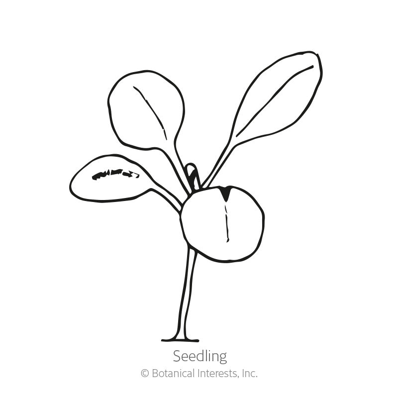 Line drawing of a young stevia seedling with a thin stem, two rounded seed leaves, and two emerging true leaves, labeled "Seedling" beneath the illustration.