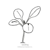 Line drawing of a young stevia seedling with a thin stem, two rounded seed leaves, and two emerging true leaves, labeled 