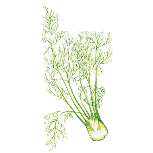 Botanical illustration of a Romanesco fennel plant showing its pale bulbous base topped with tall green stalks and feathery, thread-like fronds, set against a plain white background.