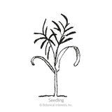 Line drawing of a young corn-like seedling with two curved lower leaves and a tuft of narrow upper leaves atop a slender stem, labeled 