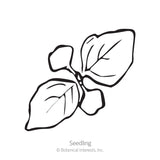 Line drawing of a young seedling with rounded cotyledon leaves and two pointed true leaves showing visible veining, labelled 