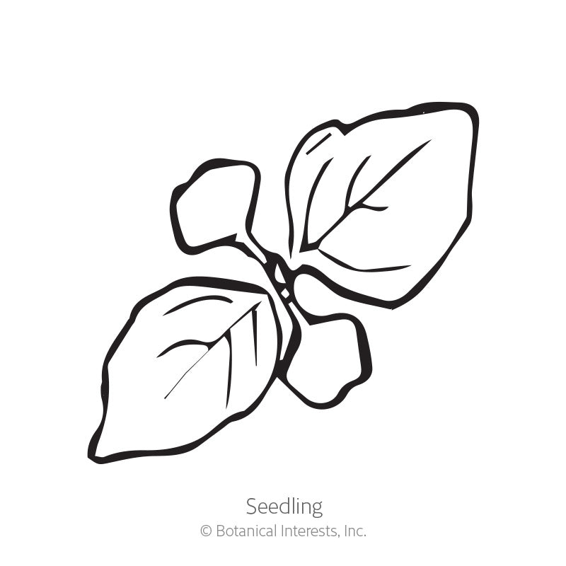Line drawing of a young seedling with rounded cotyledon leaves and two pointed true leaves showing visible veining, labelled 