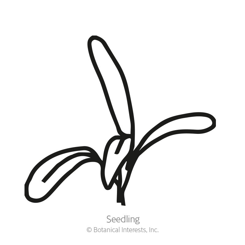 Simple black-and-white line drawing of a young seedling with three narrow, elongated leaves emerging from a split seed casing, labeled 