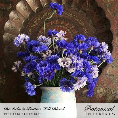 Bouquet of bright blue bachelor's button flowers in a white pitcher vase, labeled 