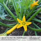 A young golden-yellow zucchini with its star-shaped blossom still attached grows amid sprawling green stems and jagged leaves, with a second flower budding nearby, labeled 