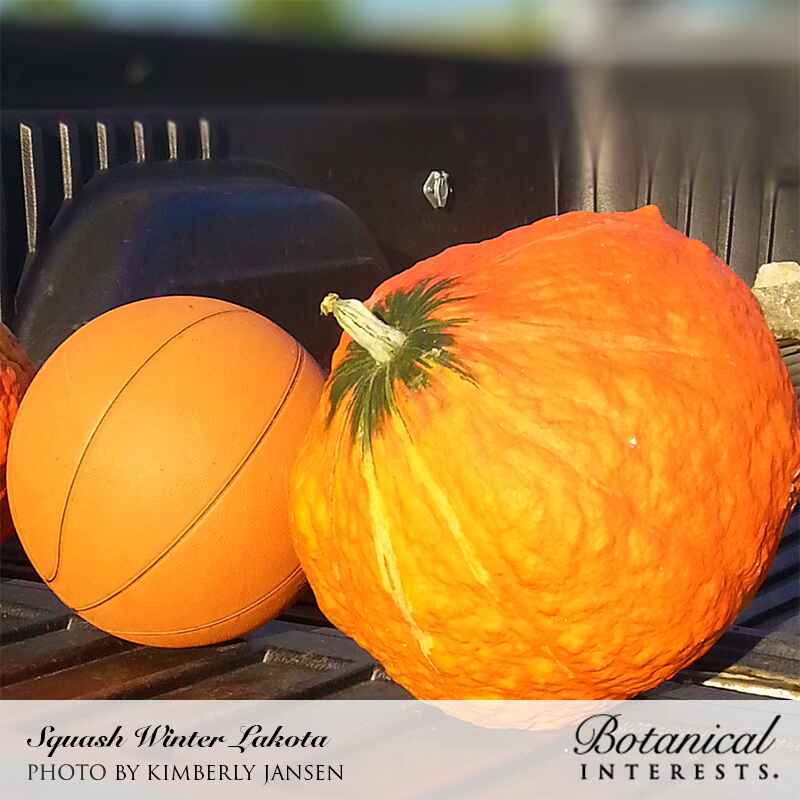 Round orange Lakota winter squash with a green stem and heavily netted, textured skin, shown next to a basketball for scale on a truck bed tailgate.