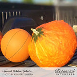 Round orange Lakota winter squash with a green stem and heavily netted, textured skin, shown next to a basketball for scale on a truck bed tailgate.