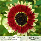 Close-up of a 'Drop Dead Red' sunflower bloom with deep burgundy-red petals fading to pale yellow tips, surrounding a dark brown center, set against a blurred green leafy background.