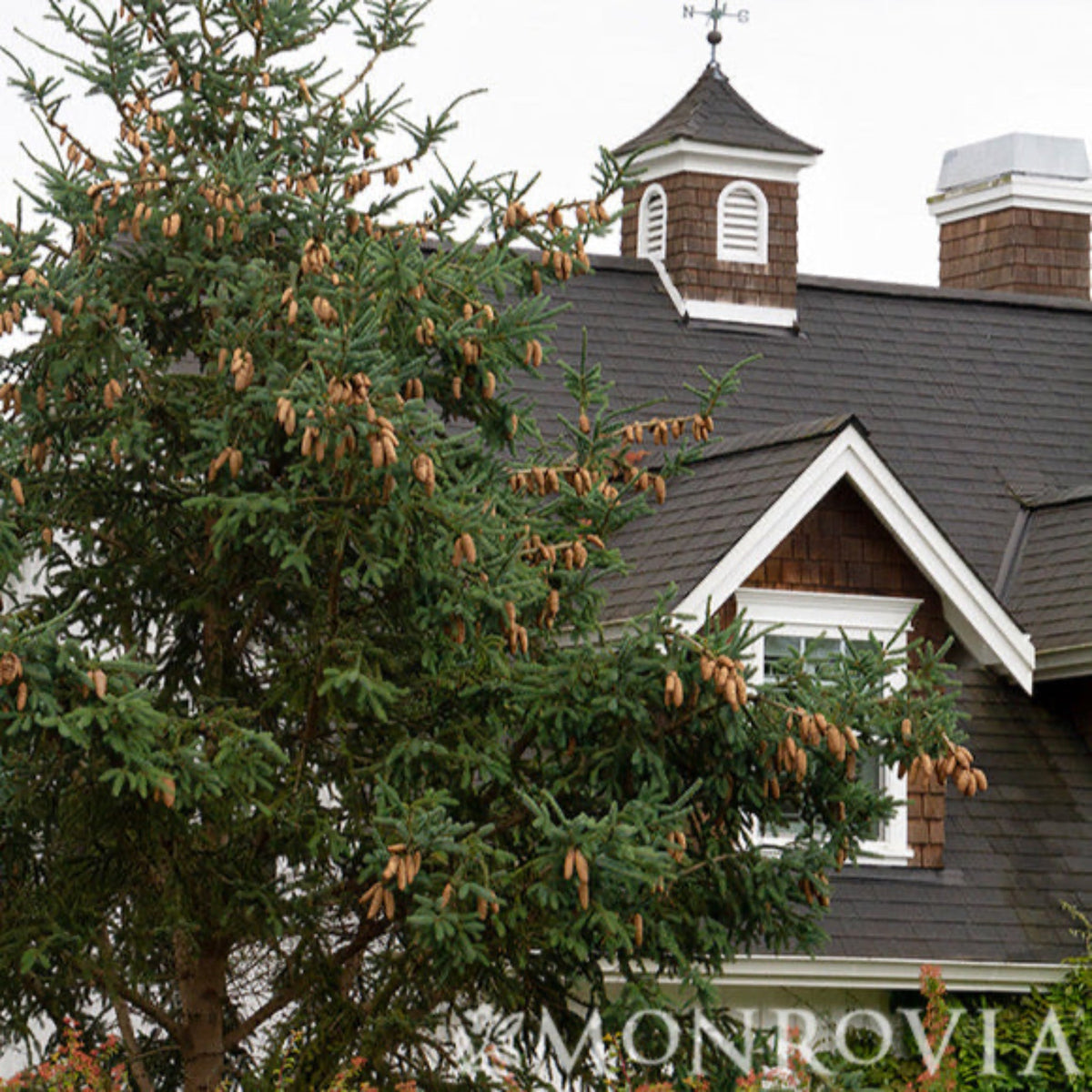 Norway Spruce tree with cones in front of a house with a clock tower, featuring the Monrovia brand.
