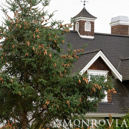 Norway Spruce tree with cones in front of a house with a clock tower, featuring the Monrovia brand.