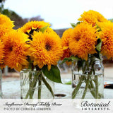 Fully double, shaggy-petaled Dwarf Teddy Bear sunflowers in deep golden-yellow, arranged in glass mason jars outdoors, with text naming the variety and photo credit.