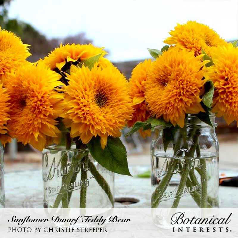 Fully double, shaggy-petaled Dwarf Teddy Bear sunflowers in deep golden-yellow, arranged in glass mason jars outdoors, with text naming the variety and photo credit.