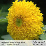 Close-up of a fully bloomed Goldy Honey Bear sunflower with dense, shaggy double petals in bright yellow surrounding a small greenish-yellow center, set against dark green foliage; text overlay names the variety and photo credit.
