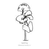 Black line drawing of Noga Basil seedling in a white background